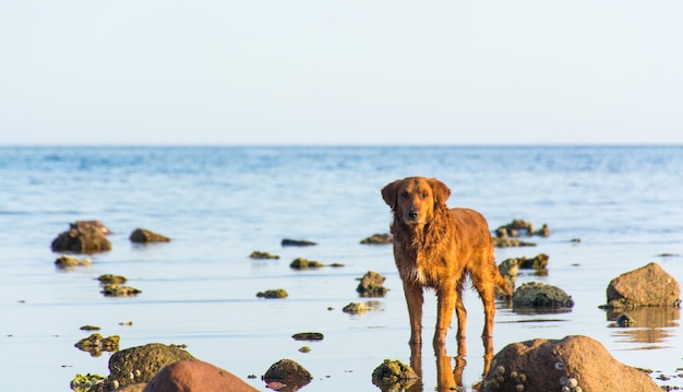 Foto cane sulla spiaggia contro il cielo