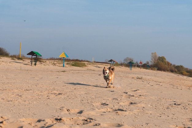 Dog on beach against sky