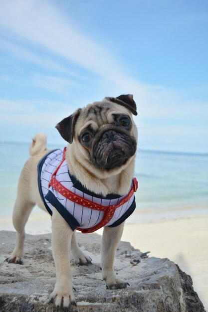 Dog on beach against sky