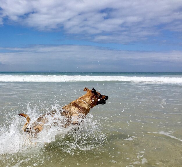 Dog on beach by sea against sky