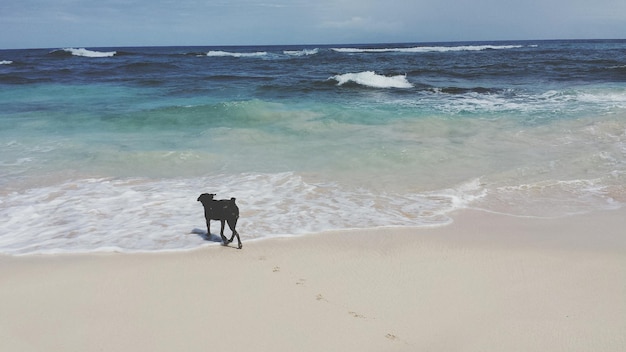 Foto cane sulla spiaggia sul mare contro il cielo