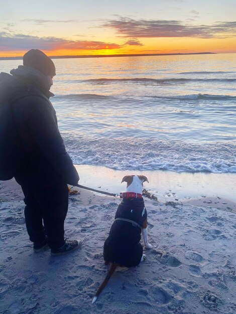 Dog on beach during sunset