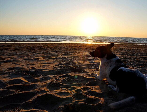 Dog on beach during sunset