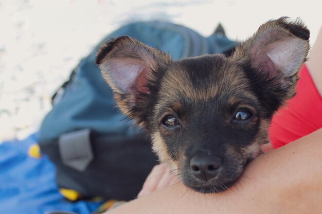 女性の手に寄りかかって浜辺にいる犬