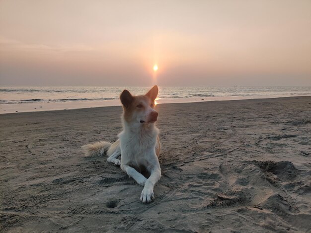 夕暮れ時の浜辺の犬