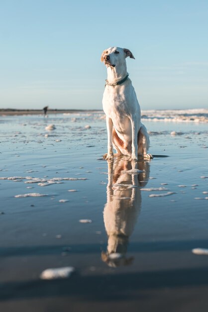 Foto cane sulla spiaggia con il cielo blu