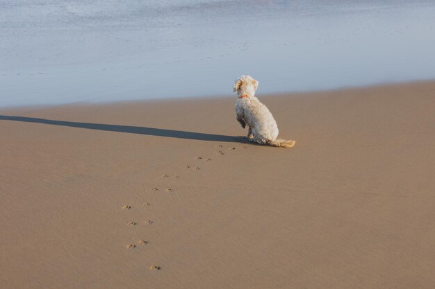 Photo a dog on a beach with a leash on it