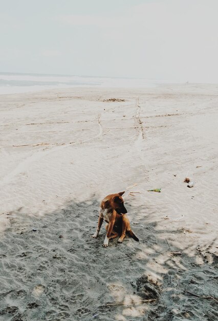 Photo dog on beach