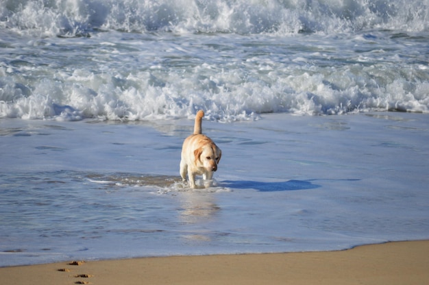 Foto cane sulla spiaggia