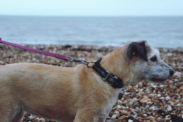 Foto cane sulla spiaggia