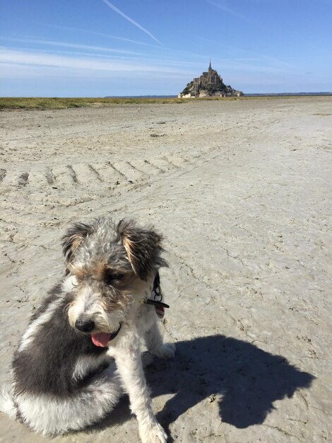 Photo dog on the beach