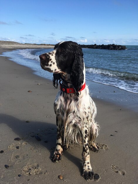 Photo dog on beach