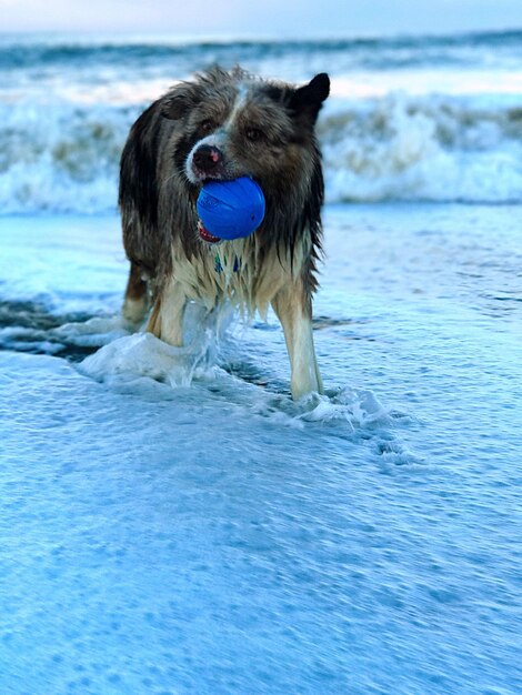 Photo dog on beach