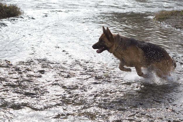 Foto cane sulla spiaggia