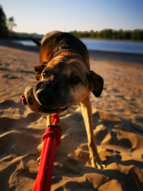 Foto cane sulla spiaggia