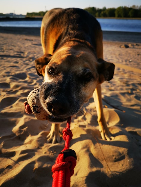 Foto cane sulla spiaggia