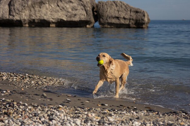 Foto cane sulla spiaggia