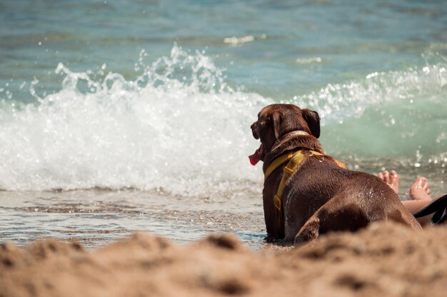 Photo dog on beach