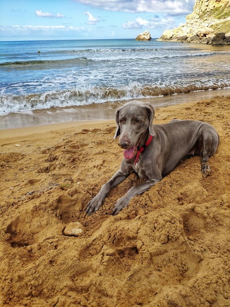 Dog on beach