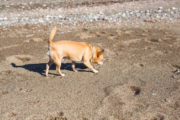 ビーチの犬