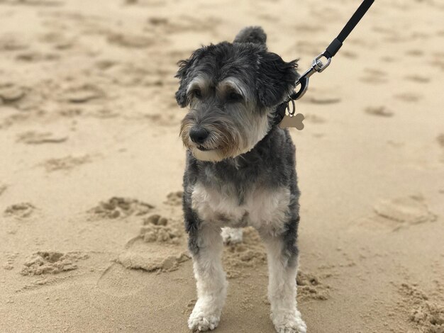 Dog on the beach