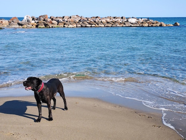 Foto cane sulla spiaggia