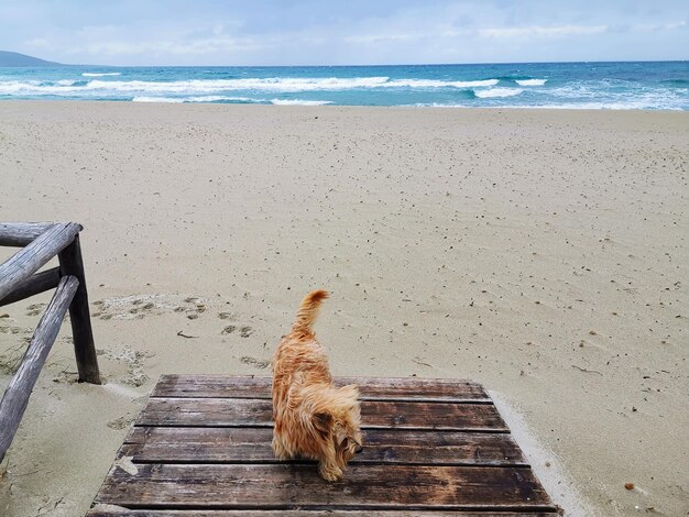 Dog on the beach