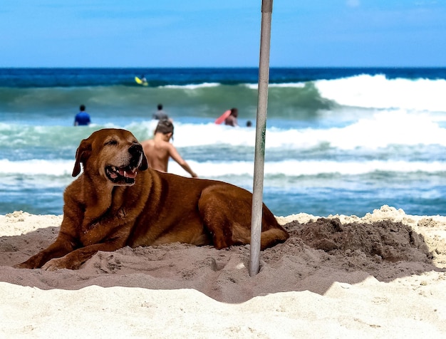 Foto cane sulla spiaggia