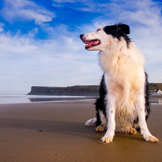 Dog on beach