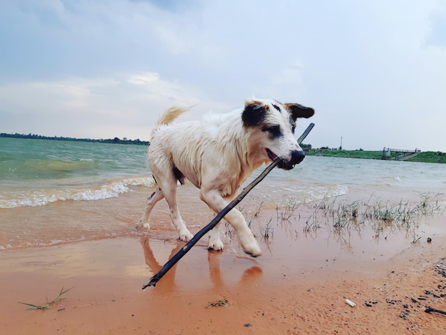 Foto cane sulla spiaggia