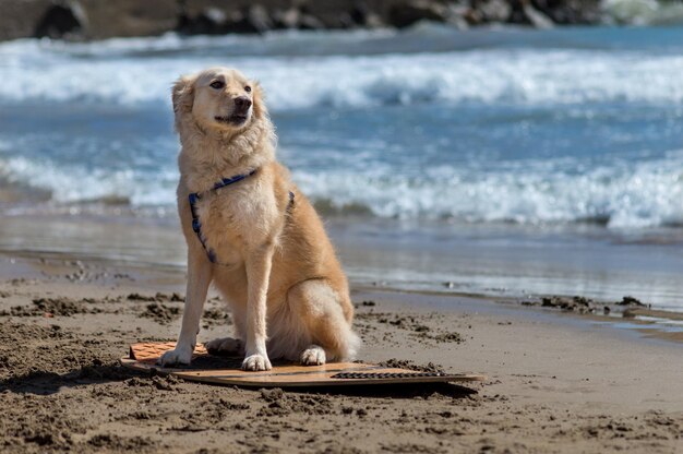 Foto cane sulla spiaggia