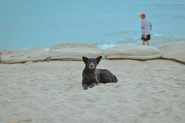 Photo dog on beach