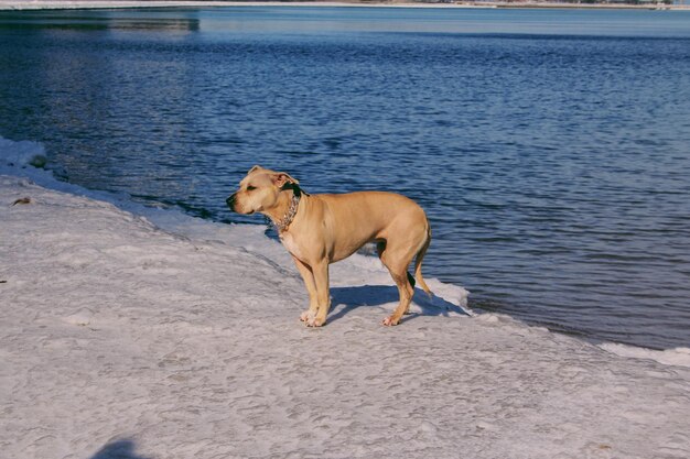 Foto cane sulla spiaggia