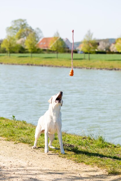 Dog on the beach