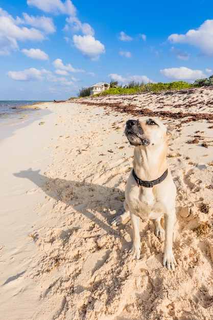 Foto cane sulla spiaggia