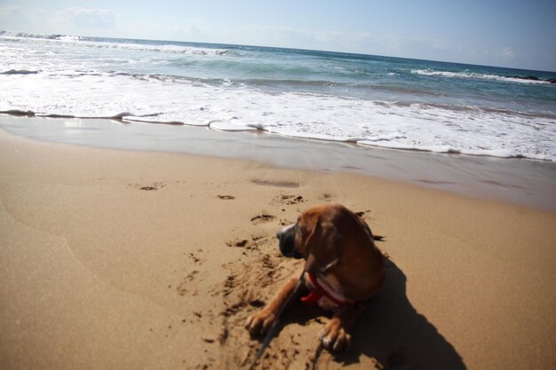 Dog on beach