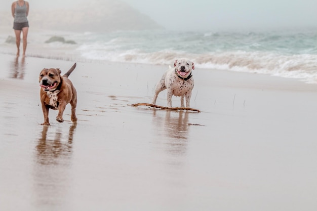 dog on the beach