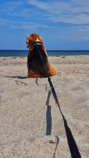 Foto cane sulla spiaggia