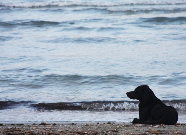 Dog on the beach