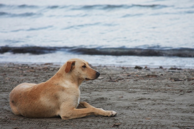 Dog on the beach