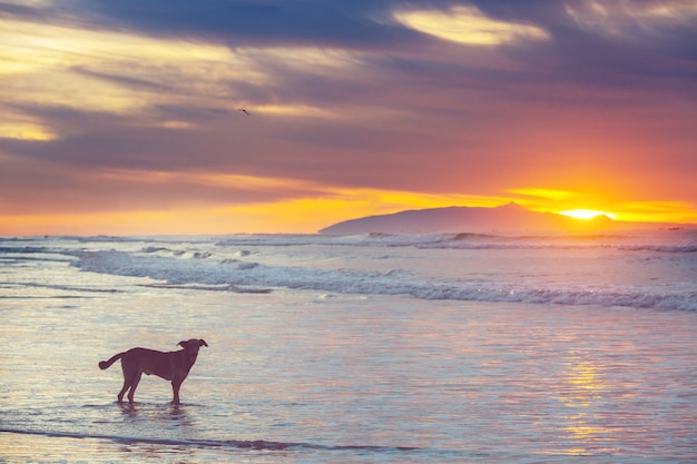 Dog on the beach