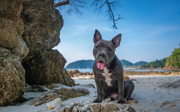 Dog On Beach