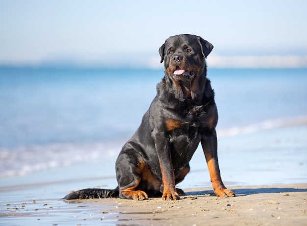 dog on the beach