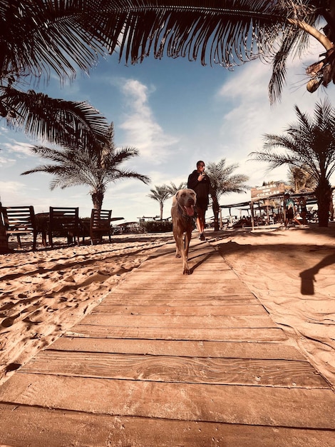 Foto spiaggia per cani