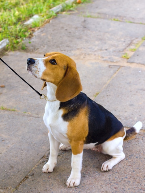 Dog Beagle breed sits on green grass in the summer