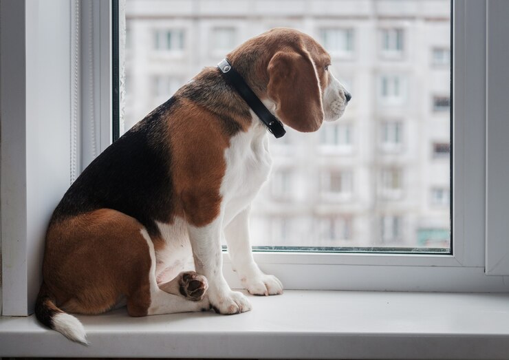 Dog of the Beagle breed sitting on the windowsill and stares out the window