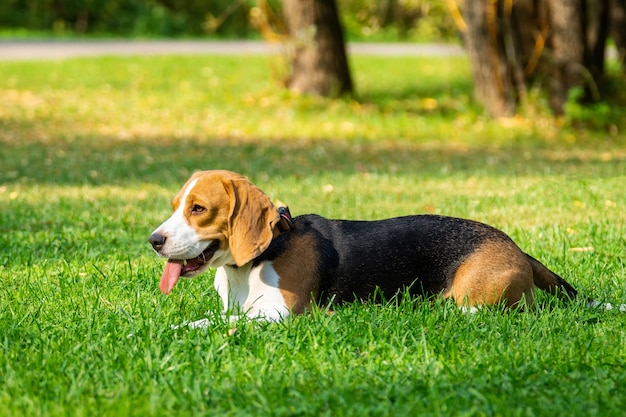 Dog beagle on the grass