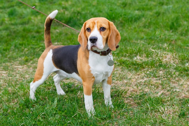 Dog Beagle ras staande op het groene gras