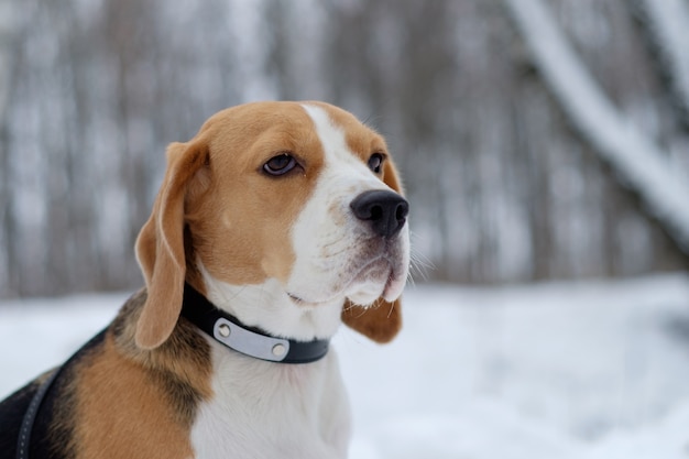 Dog Beagle tijdens een wandeling in de winterbossen met witte sneeuwbanken en besneeuwde bomen