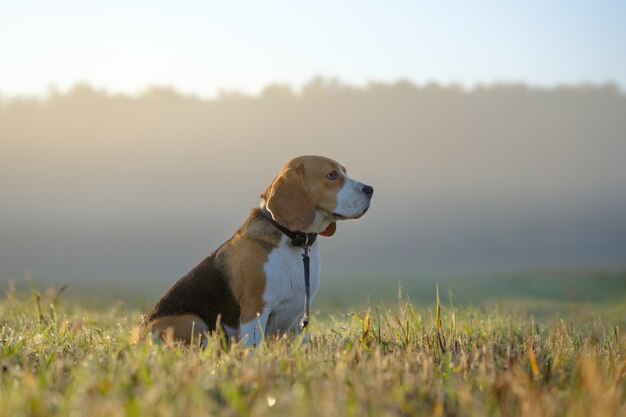 Dog Beagle on a walk on an autumn morning at dawn in the fog